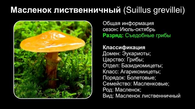 Топ 10 ВИДОВ ГРИБОВ МАСЛЯТ смотреть онлайн
