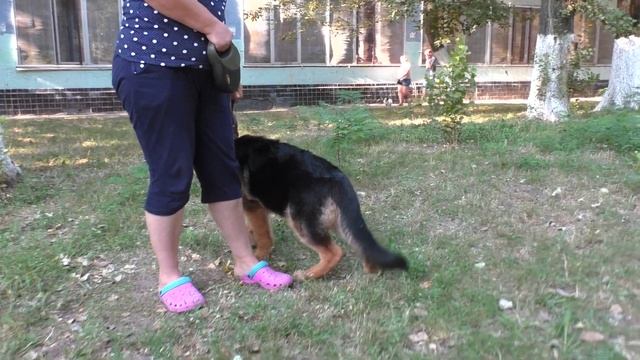 Знакомьтесь - Дик! ОГРОМНЫЙ ЩЕНОК Немецкой овчарки Huge puppy of a German shepherd смотреть онлайн