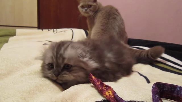 Scottish fold kittens for sale! смотреть онлайн