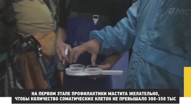 Диагностика мастита у коров смотреть онлайн