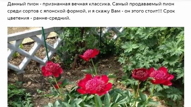 УОЛТЕР МЕЙНС ЭЛЕГАНТНЫЙ ПИОН ФАВОРИТ САМЫХ ПРЕСТИЖНЫХ ВЫСТАВОК смотреть онлайн