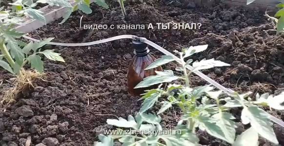 Идеи для ленивого огорода или дачные лайфхаки ??? смотреть онлайн