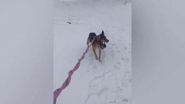 Жужа и Артур за много лет впервые вышли в лес и на поводках💪 смотреть онлайн