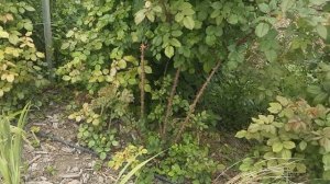 Плетистая роза Алоха .Питомник роз Полины Козловой rozarium.biz