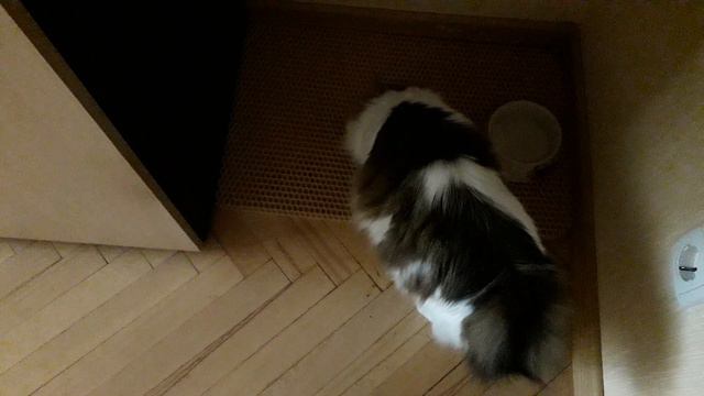 Кошкино настроение! смотреть онлайн