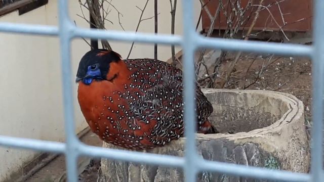 Редкие птицыТрагопан сатир  Tragopan Satyra