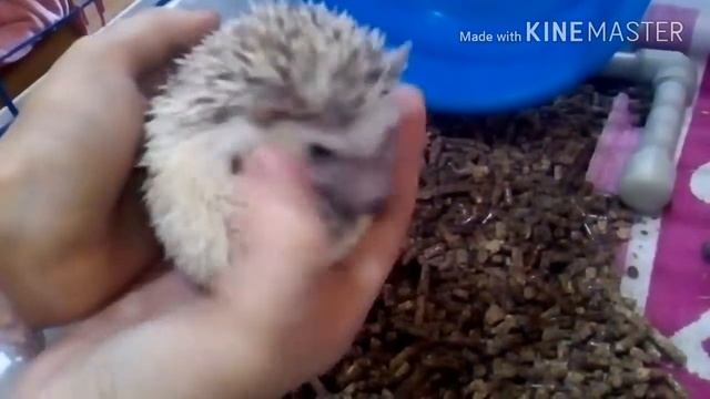 Уход за африканским карликовым ёжиком смотреть онлайн