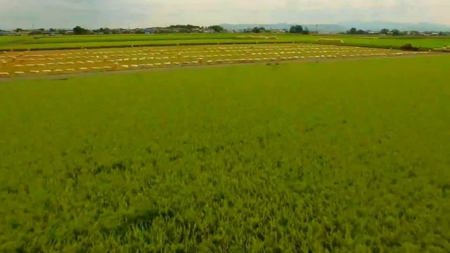 Китай это... Почему китайцы едят рис. Почему рис номер один продукт в Китае. смотреть онлайн