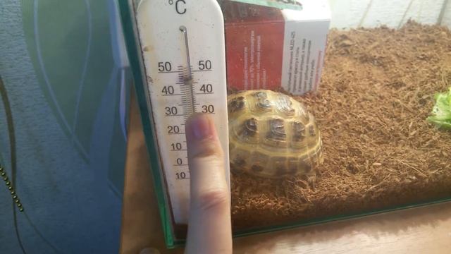 Содержание Среднеазиатской сухопутной черепахи. смотреть онлайн