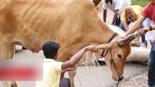 Big Cow Qurbani - Eid Ul Adha Qurbani 2020 смотреть онлайн