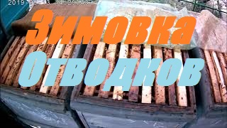 100% зимовка пчёл на полномёдном гнезде.Сохранить отводки пчел зимой легко и просто..mp4 смотреть онлайн