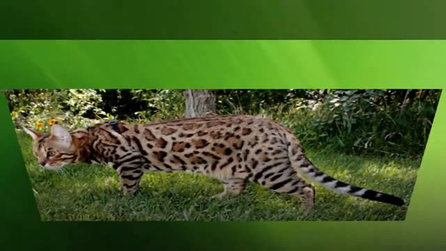 Бенгальские кошки 1 смотреть онлайн