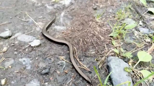 Девушка и змея смотреть онлайн