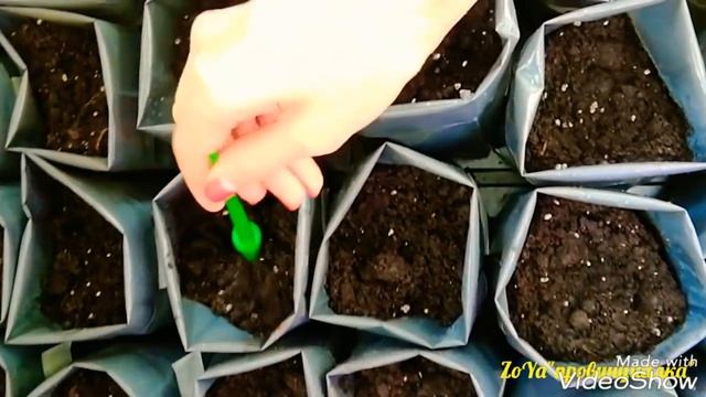 Практические советы по пересадке, пикировке, перевалке рассады томатов, перцев и баклажанов. 24.03 смотреть онлайн