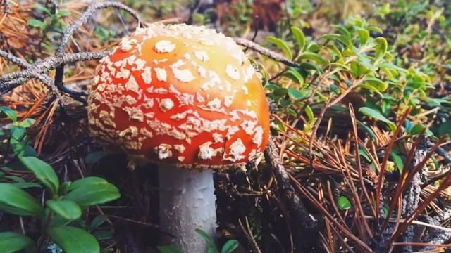 Золотая осень в лесу смотреть онлайн