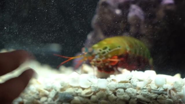 Giant Hermit Crab vs Giant Mantis Shrimp Rematch!! *Epic Battle Royale* смотреть онлайн