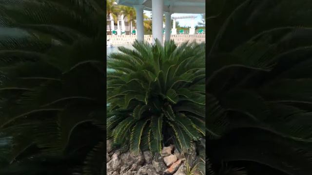 Beautiful Flowers at Varadero/Cuba смотреть онлайн