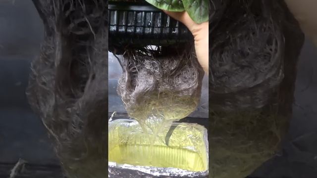 ???Щавель Красная лава - в лотках от Просемена! смотреть онлайн