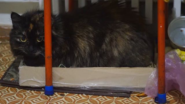 Кошка лежит в коробчёнке Часть 1 смотреть онлайн