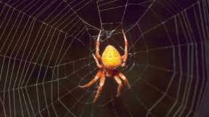 Толкование снов в исламе. Что означает если, во сне видеть ПАУТИНУ?