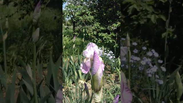 #SHORTS зацветают ирисы-петушки смотреть онлайн