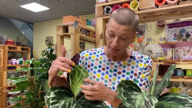 Калатея Медальон | Чем калатеи отличаются друг от друга - смотрите в видео | Найди 10 отличий смотреть онлайн