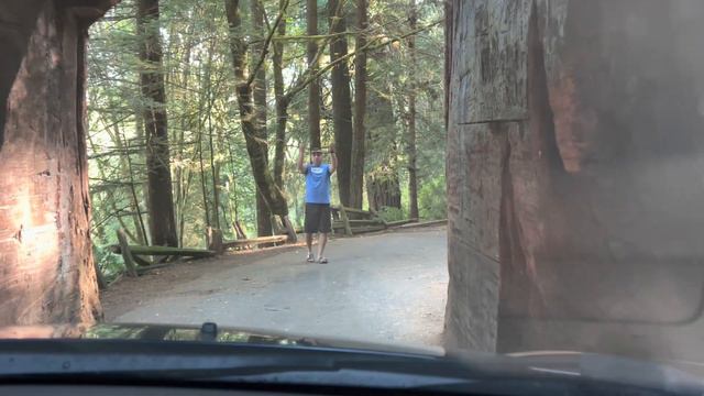 Наши два проезда в дереве. Tour Thru Tree. смотреть онлайн