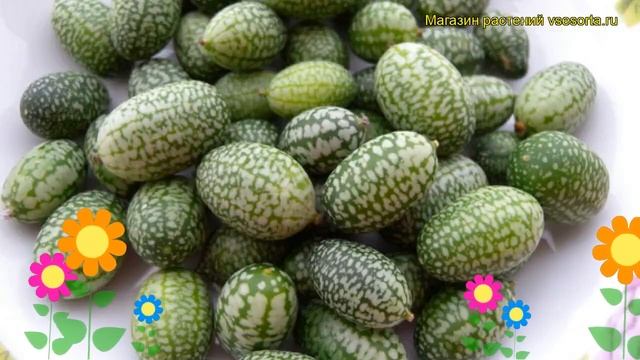 Мелотрия шершавая. Краткий обзор, описание характеристик, где купить melothria scabra смотреть онлайн