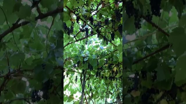 Отдых в Дагестане. Избербаш, Дербент, Сулакский каньон и др. места. Переделка «Фотографируй глазами смотреть онлайн