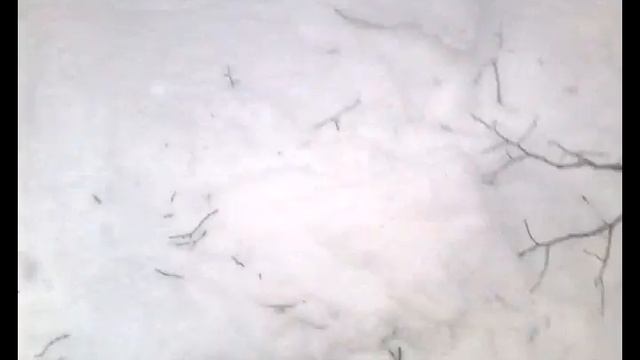 С чего началась снегоходная движуха? С лыжни и Динго Т150! смотреть онлайн