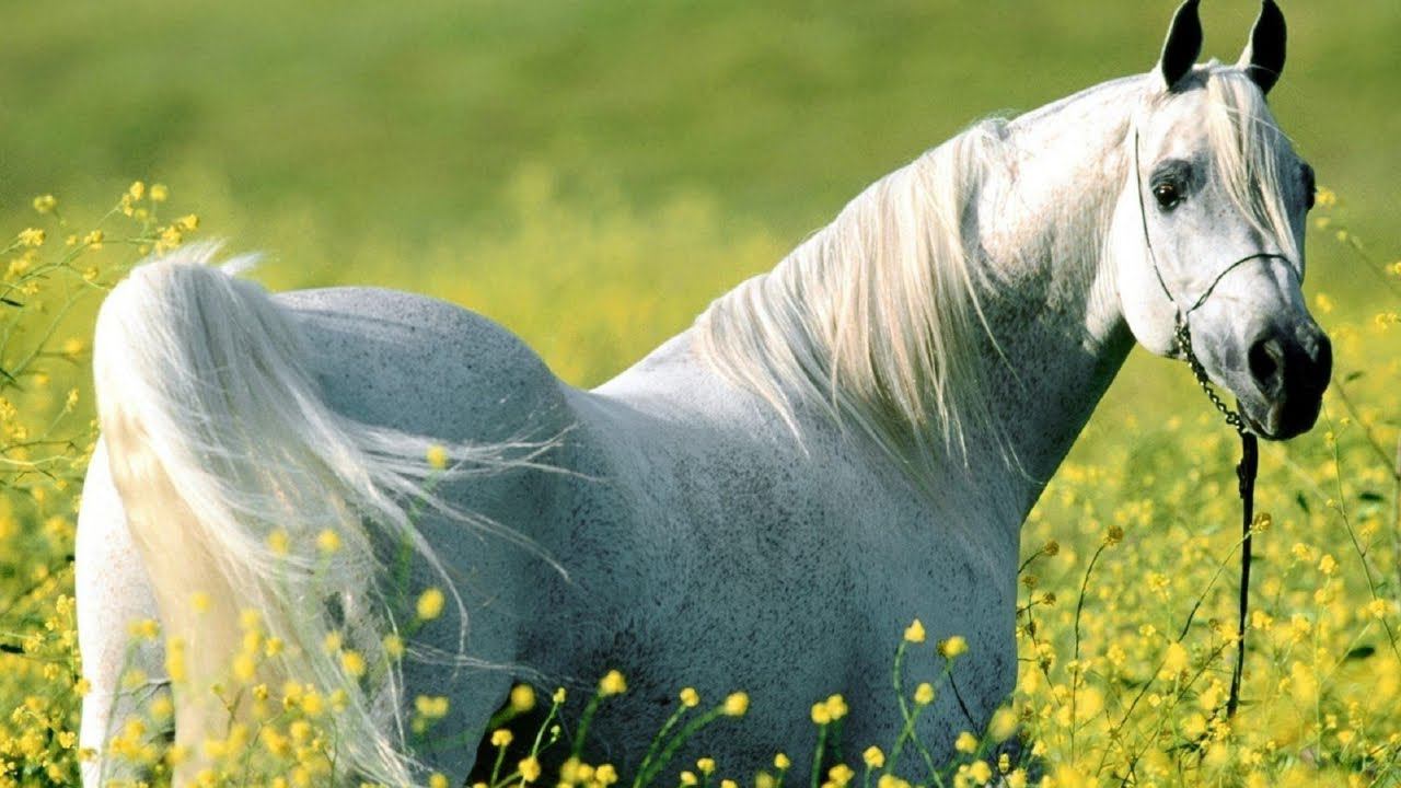Лошадь, природы созданье чудесное * смотреть онлайн