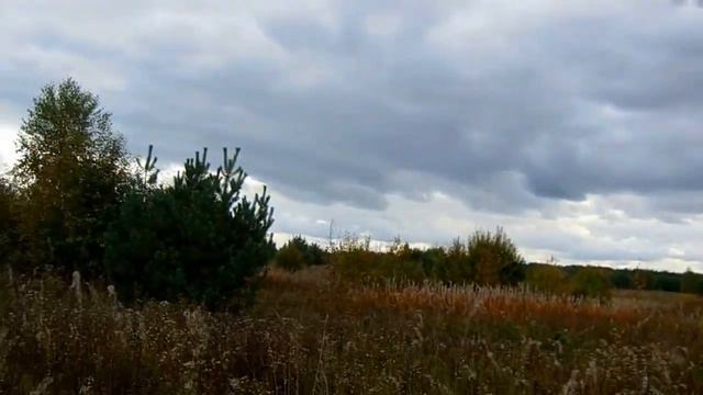 Датский пойнтер Айтор, вальдшнеп смотреть онлайн