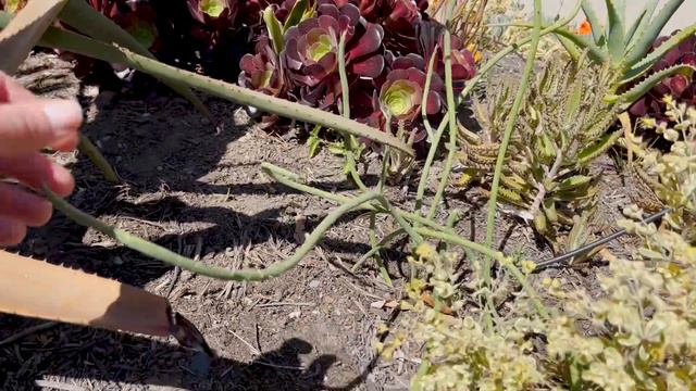 Drought Tolerant Garden Tour | May 2022