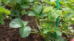 Земклуника Купчиха. Уход