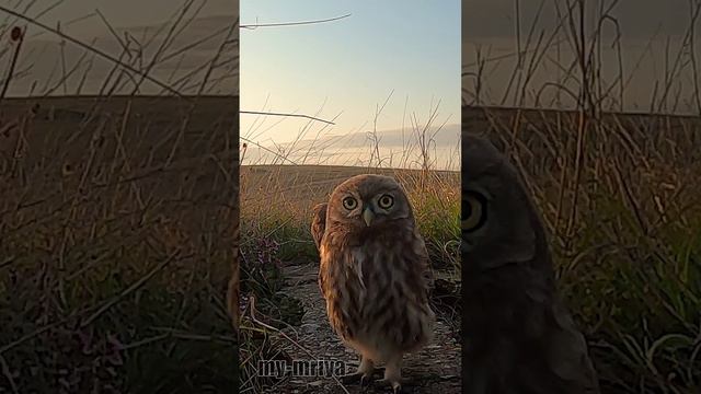 Банда смотреть онлайн