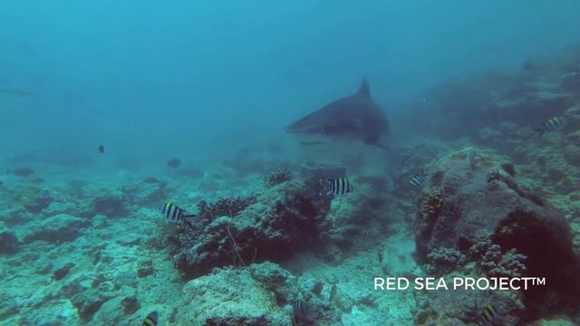 Tiger Sharks - Galeocerdo cuvier смотреть онлайн