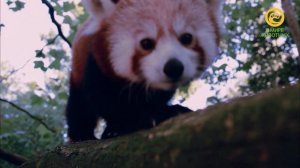 Анонс. Детский сад для зверят