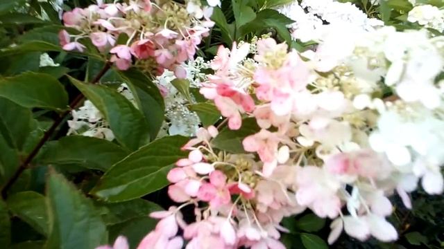 Гортензия Пинки Винки . 2022 г. июль. Украина. смотреть онлайн