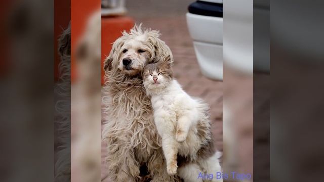 Друг в беде не бросит, лишнего не спросит, вот что значит - настоящий верный друг! смотреть онлайн