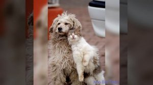 Друг в беде не бросит, лишнего не спросит, вот что значит - настоящий верный друг!