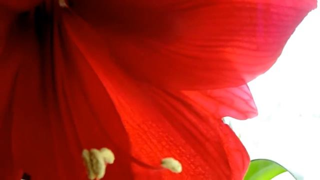 Кімнатна лілія смотреть онлайн
