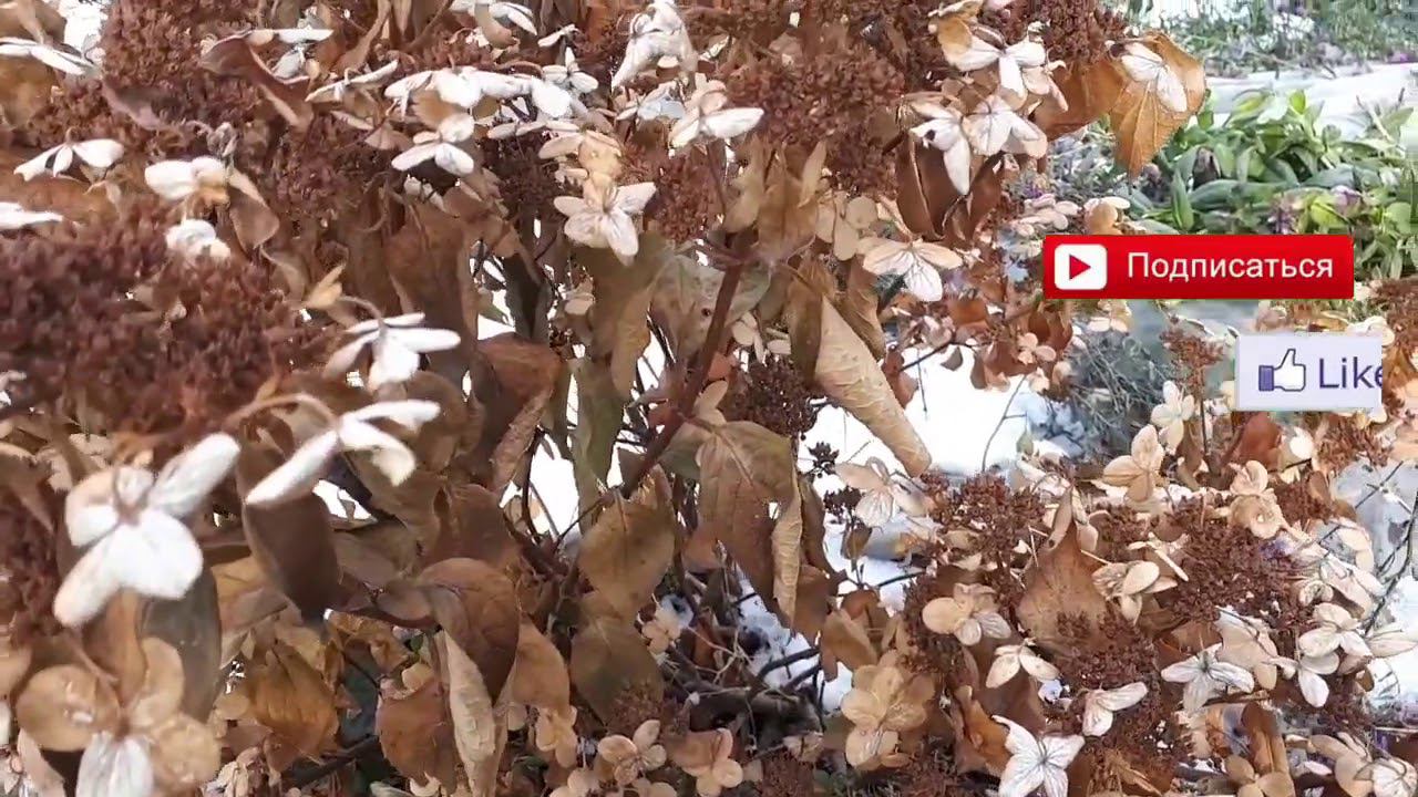 Гортензия осенью.