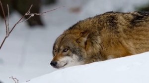 КАК ОХОТЯТСЯ ВОЛКИ | ГДЕ ЖИВЕТ ВОЛК | КАК ОБЩАЮТСЯ ВОЛКИ | ИНТЕРЕСНЫЕ ФАКТЫ О ВОЛКАХ