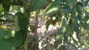 Томат- Kryptonite (криптонит) новинка сезона ???