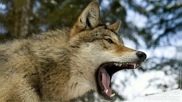 Волэнд против волка смотреть онлайн