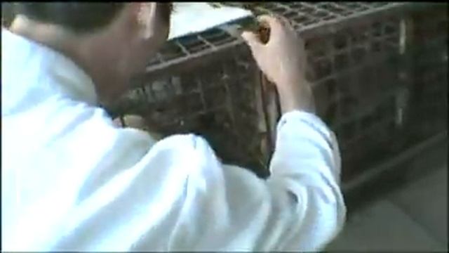 Against Cat Meat Trade in China смотреть онлайн