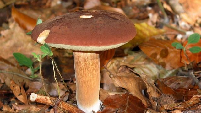 грибочки смотреть онлайн