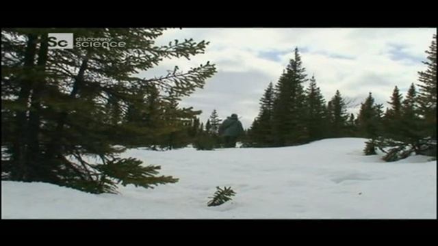  Лабрадор смотреть онлайн