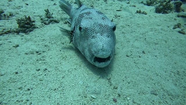 огромному иглобрюху трудно плыть