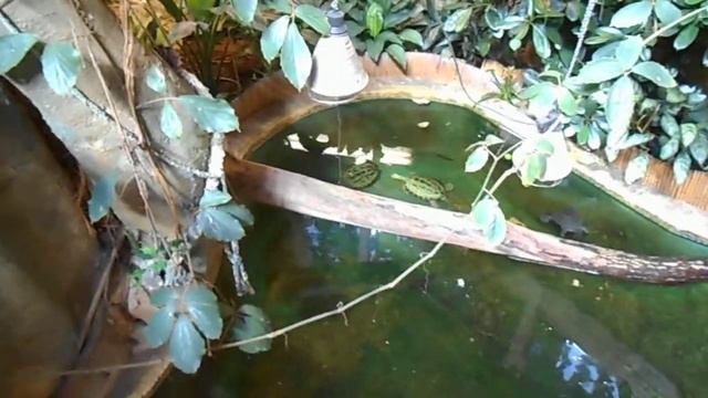 Рижский зоопарк крокодилы смотреть онлайн